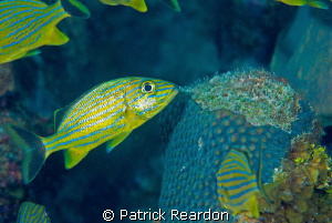 The old "fake fish vomiting trick", and I fell for it!  ;-) by Patrick Reardon 